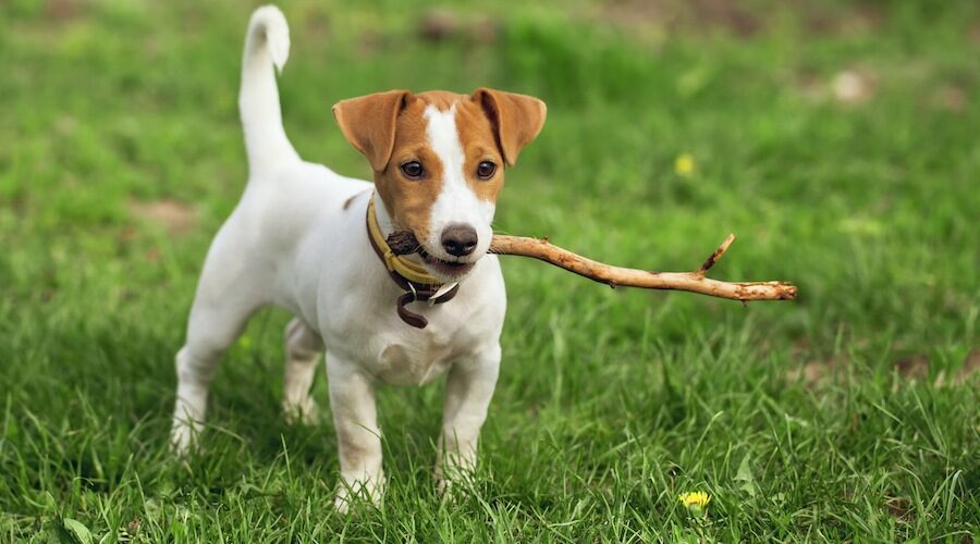 ジャック・ラッセル・テリア - jack-russell-terrier