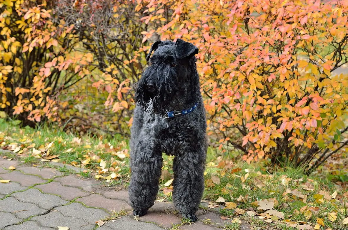 ケリー・ブルー・テリア - kerry-blue-terrier