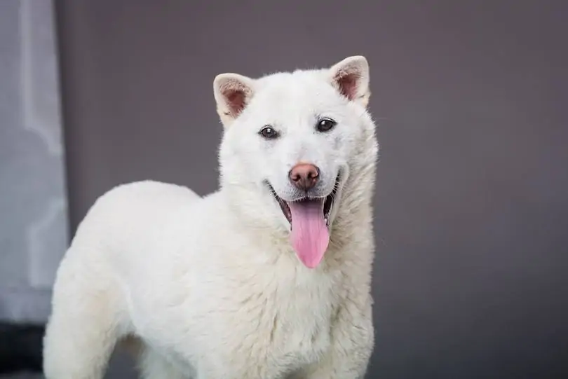 紀州犬 - Kishu