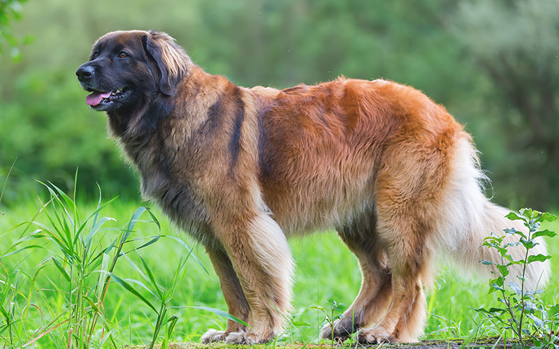 イタリアン・コルソ・ドッグ - italian-corso-dog