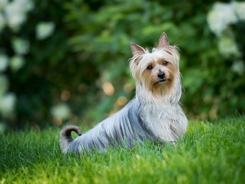 オーストラリアン・シルキー・テリア - australian-silky-terrier