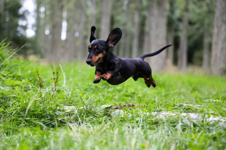 ミニチュアダックスフンド - miniature-dachshund