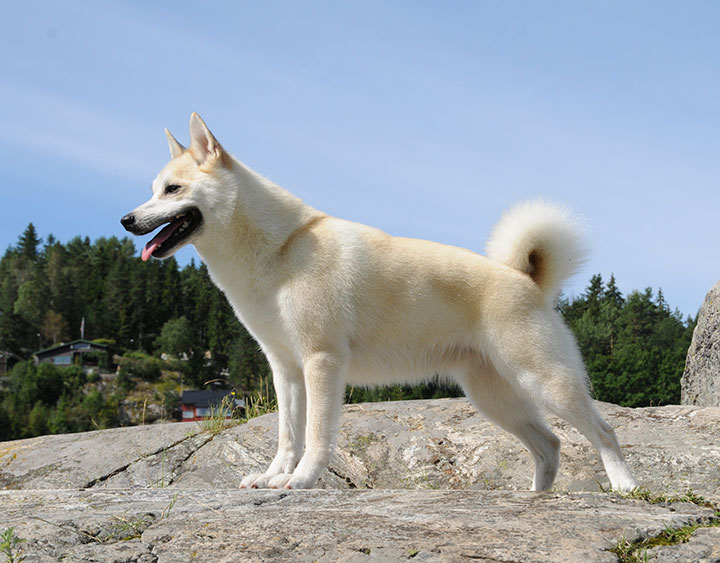 ノルウェジアン・ブーフント - Norwegian-Buhund