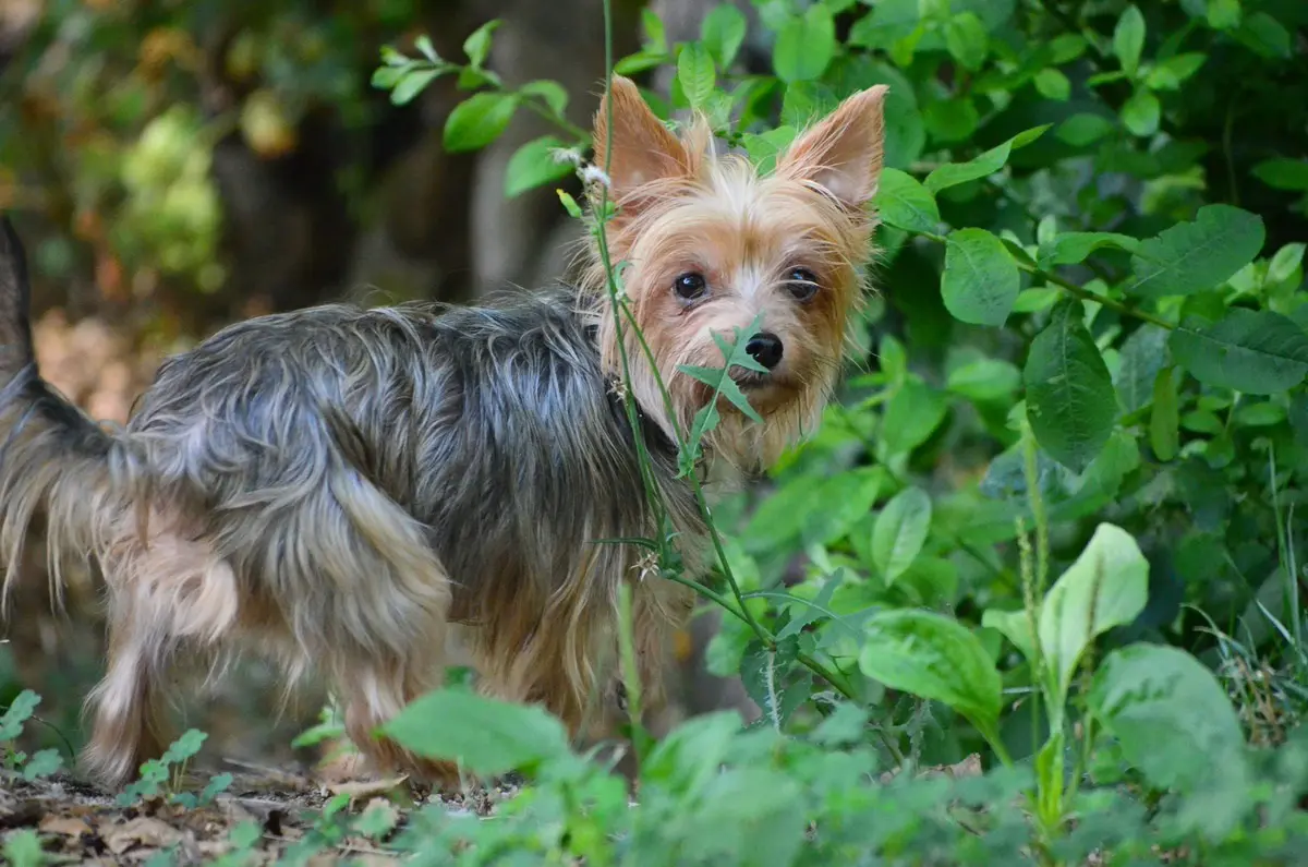 オーストラリアン・シルキー・テリア - australian-silky-terrier