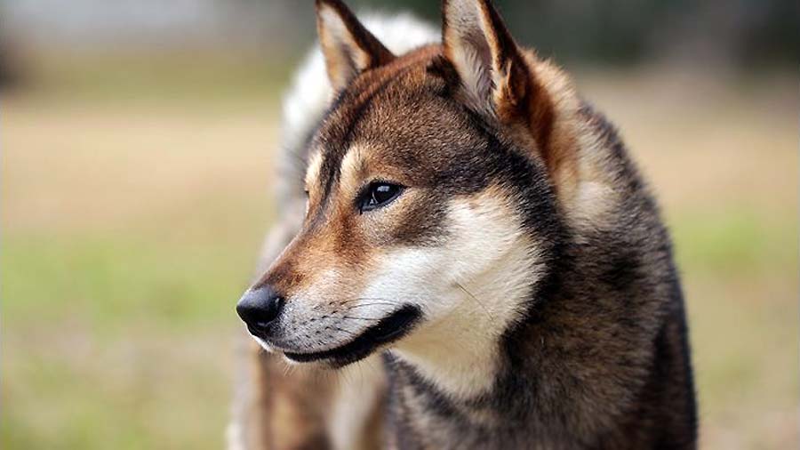 四国犬 - Shikoku