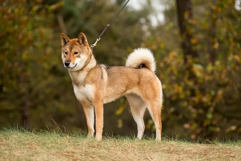 四国犬 - Shikoku