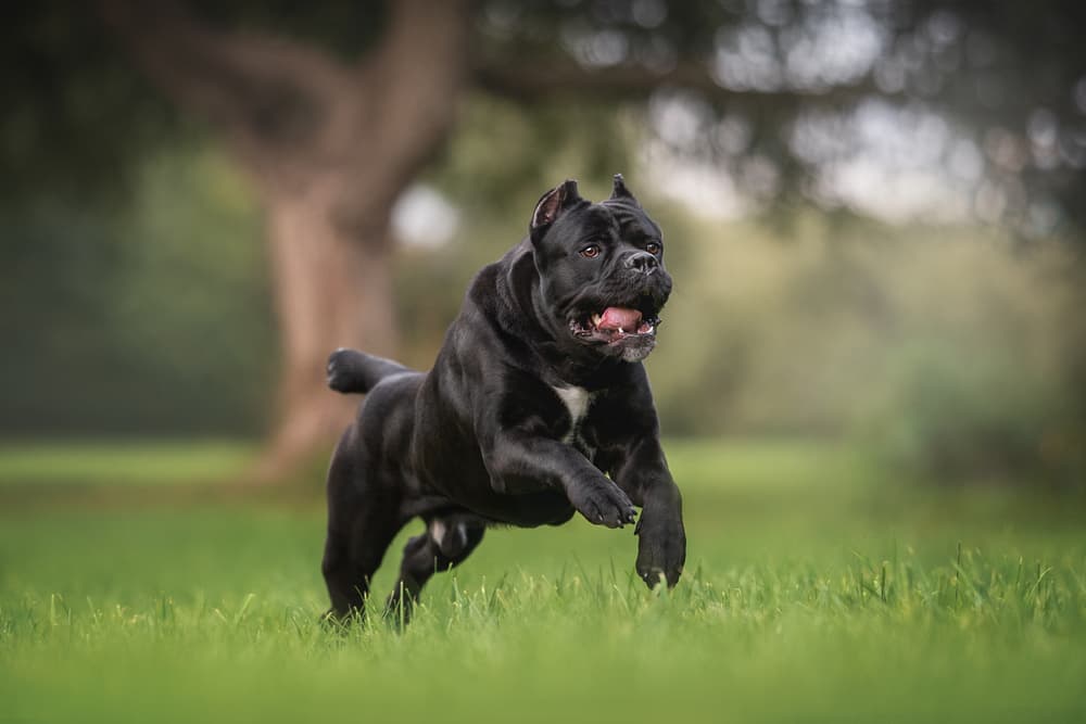 イタリアン・コルソ・ドッグ - italian-corso-dog