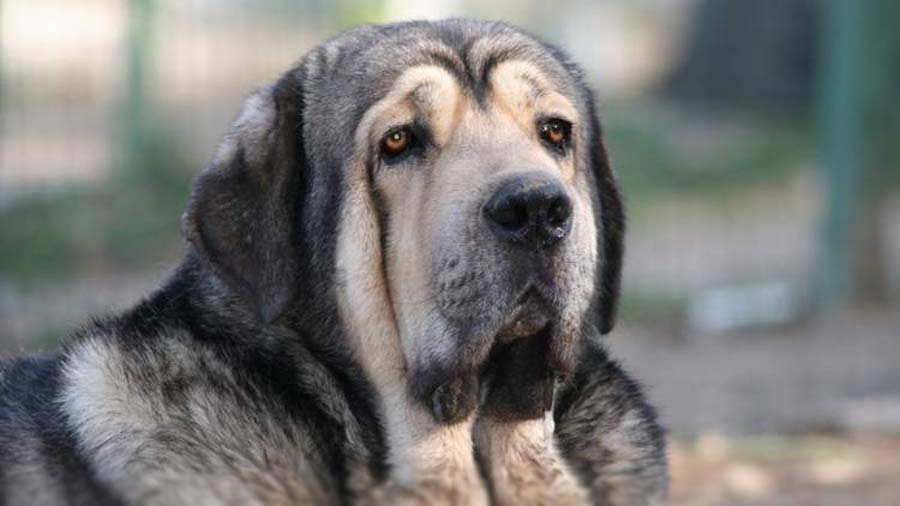 スパニッシュ・マスティフ - spanish-mastiff