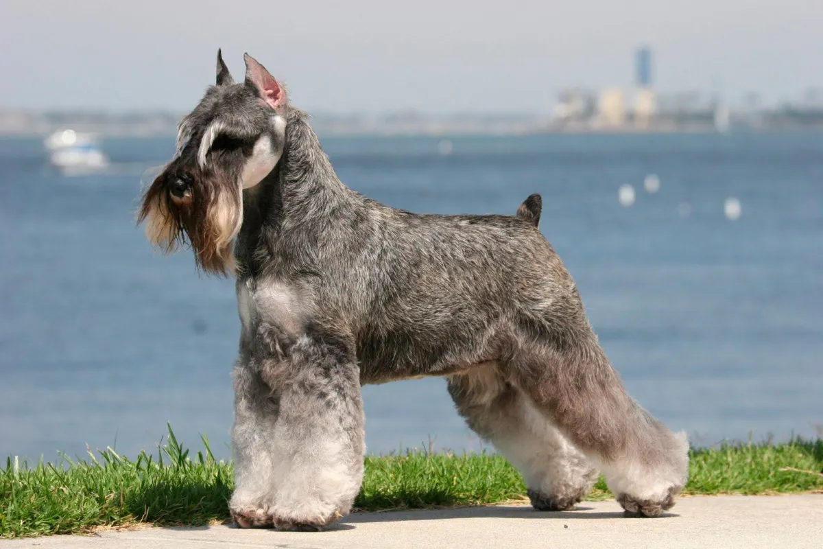 スタンダード・シュナウザー - standard-schnauzer