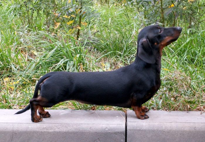 カニンヘンダックスフンド - kaninchen-dachshund