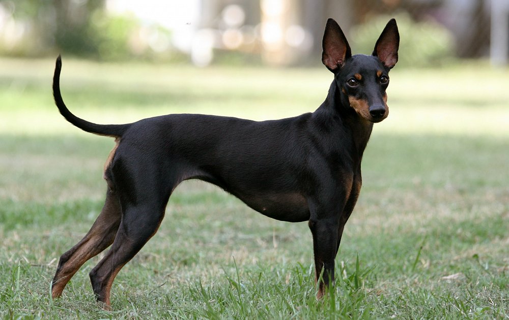トイ・マンチェスター・テリア - toy-manchester-terrier