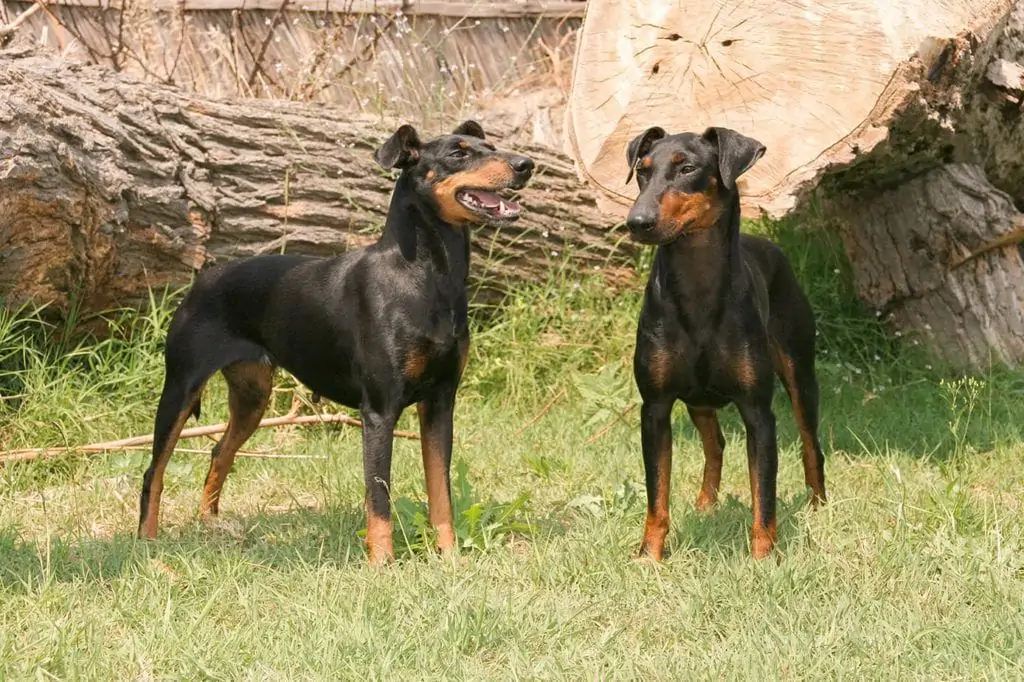 マンチェスター・テリア - manchester-terrier