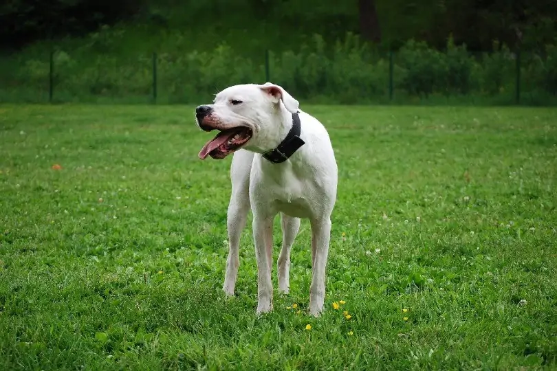 ドゴ・アルヘンティーノ - dogo-argentino