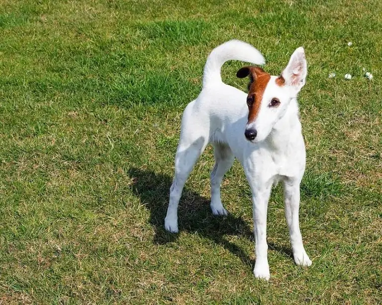 スムース・フォックス・テリア - smooth-fox-terrier