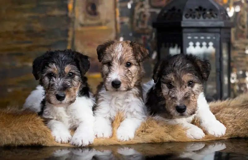 ワイアー・フォックス・テリア - wire-fox-terrier