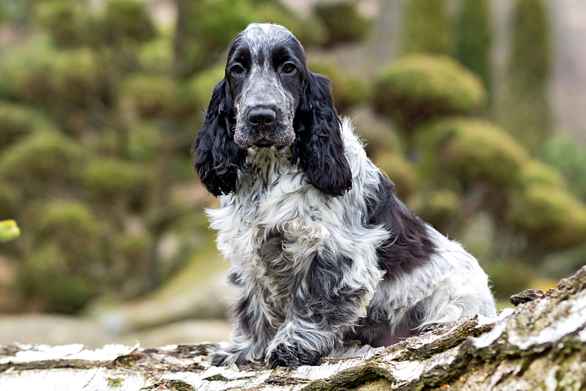 イングリッシュ・コッカー・スパニエル - English-Cocker-Spaniel