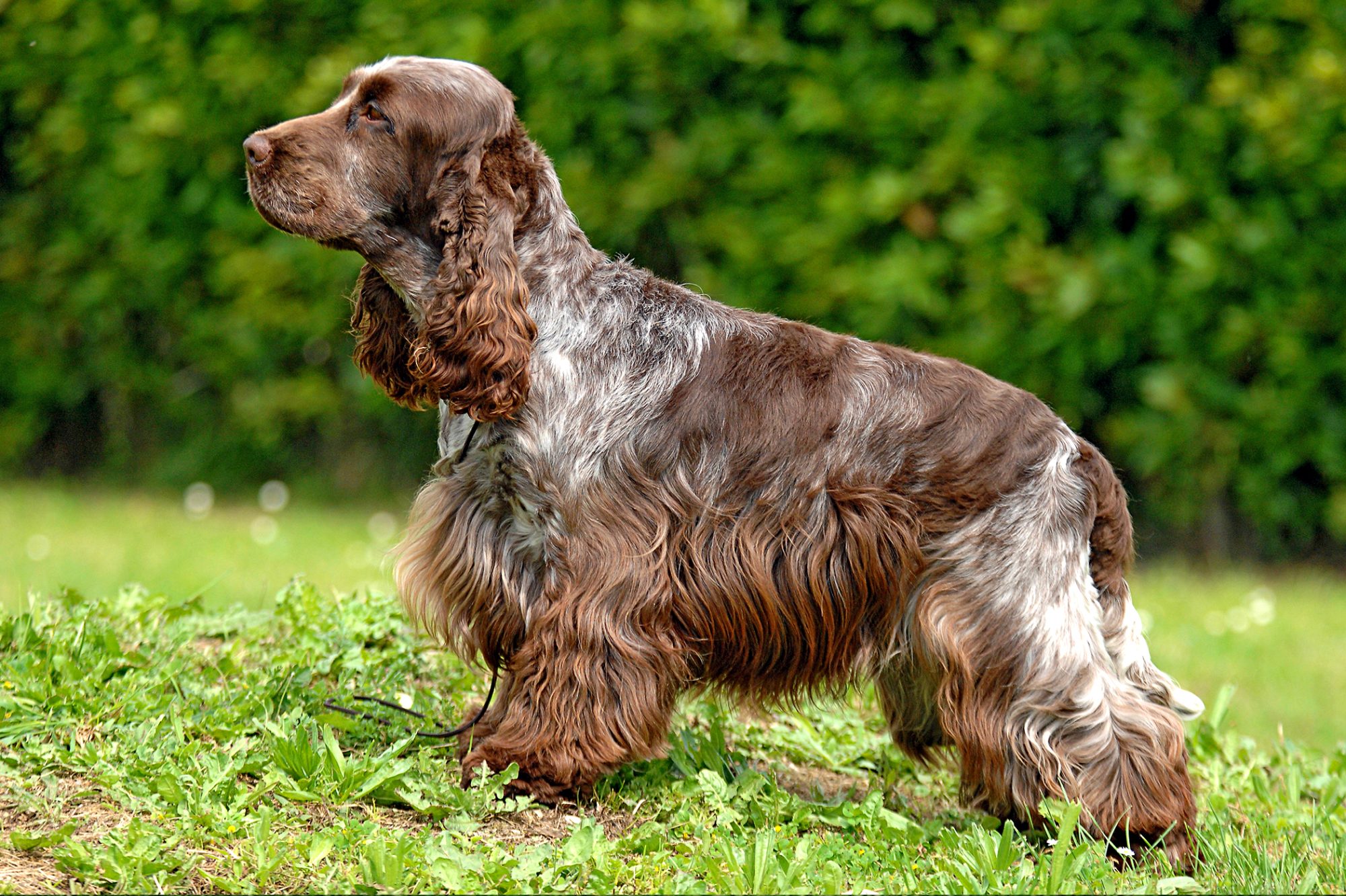 イングリッシュ・コッカー・スパニエル - English-Cocker-Spaniel