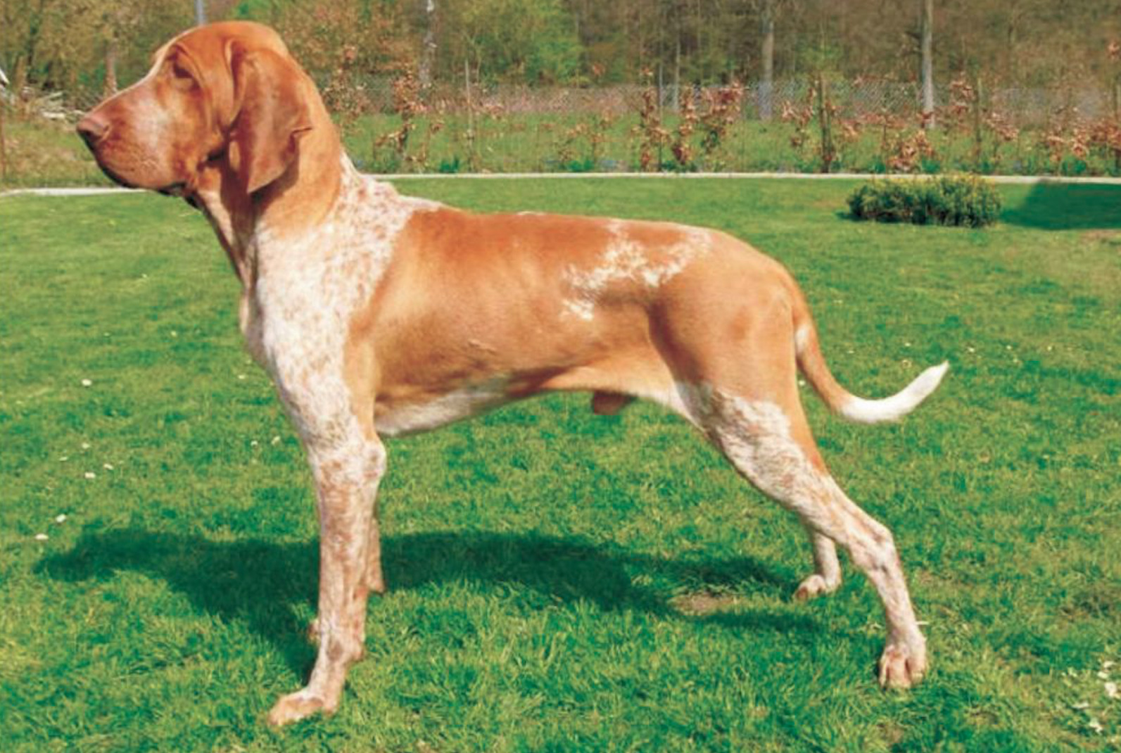 イタリアン・ポインティング・ドッグ - Italian-Pointing-Dog
