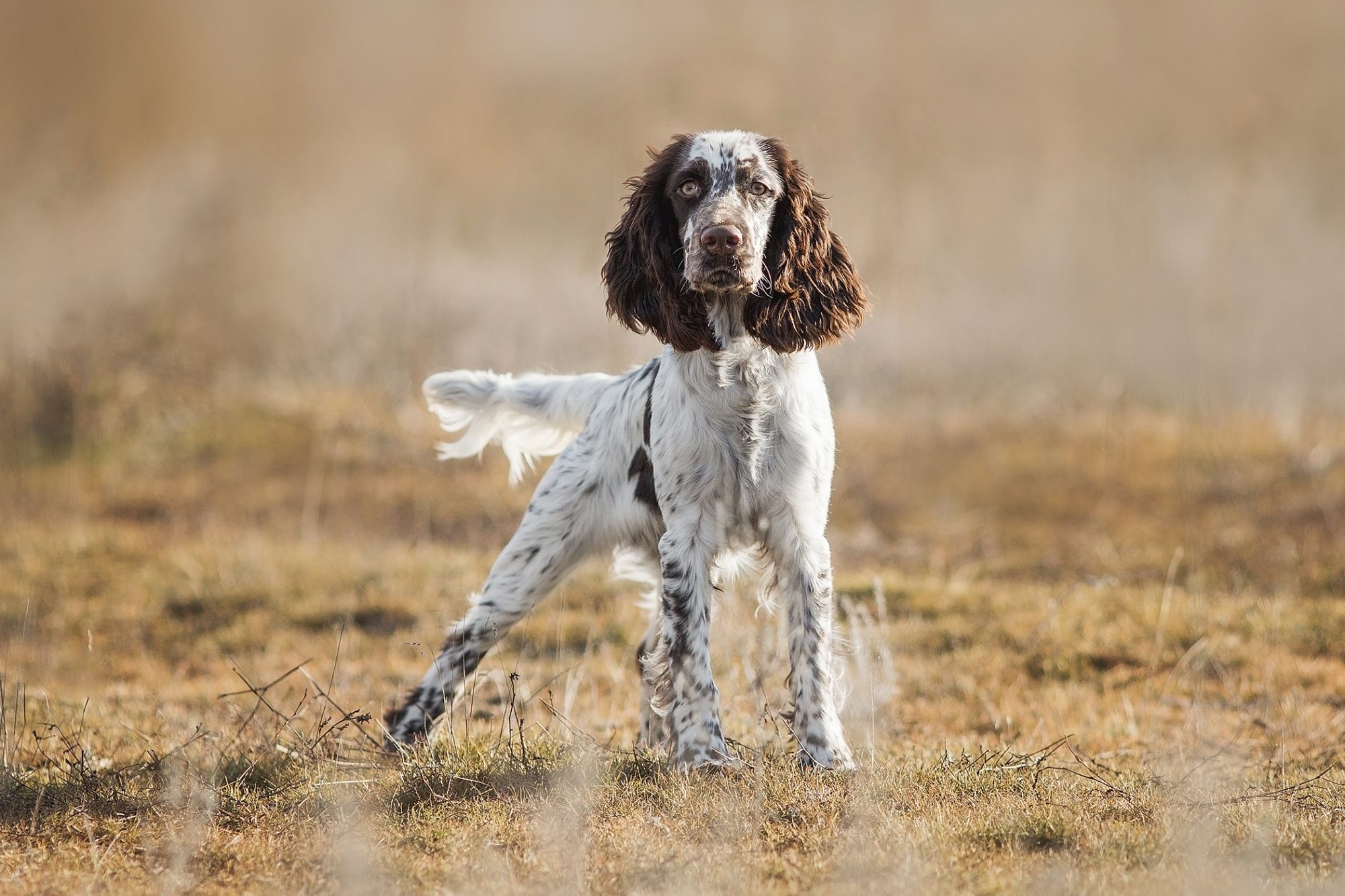 イングリッシュ・スプリンガー・スパニエル - English-Springer-Spaniel