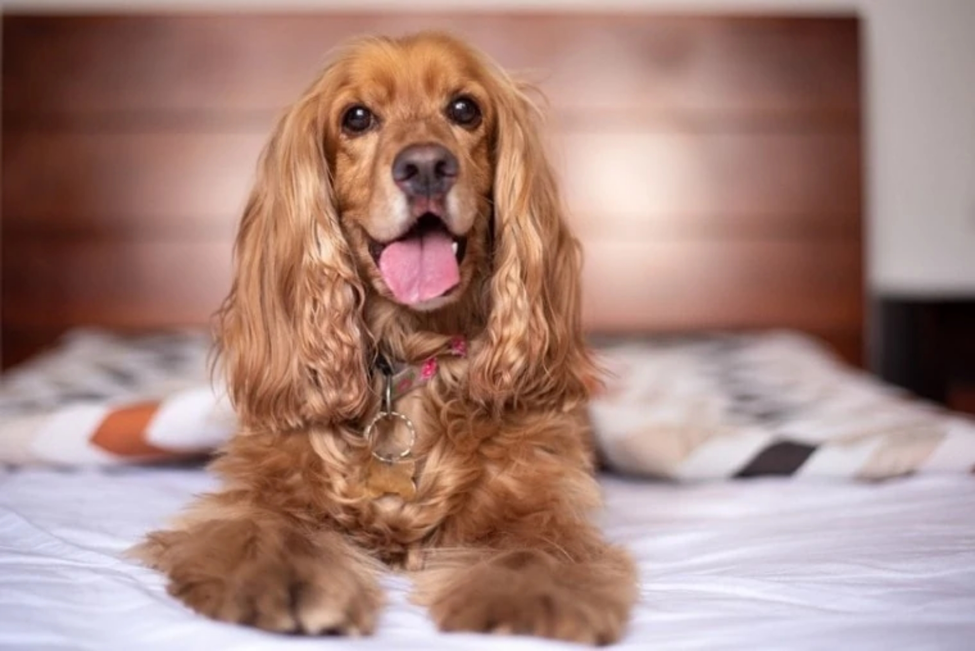 イングリッシュ・コッカー・スパニエル - English-Cocker-Spaniel