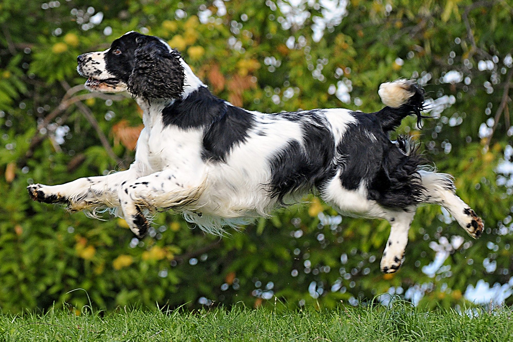 イングリッシュ・スプリンガー・スパニエル - English-Springer-Spaniel