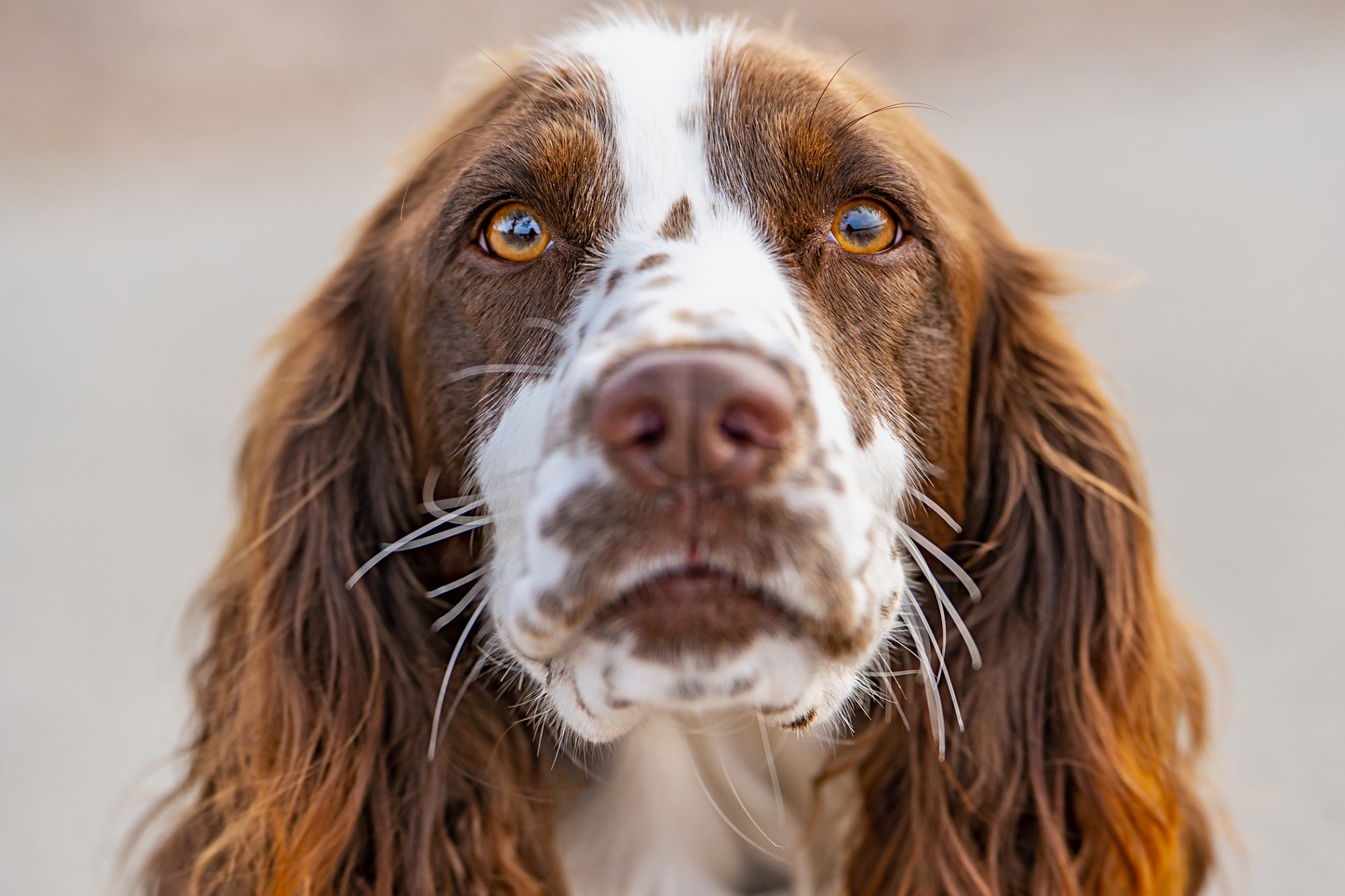イングリッシュ・スプリンガー・スパニエル - English-Springer-Spaniel
