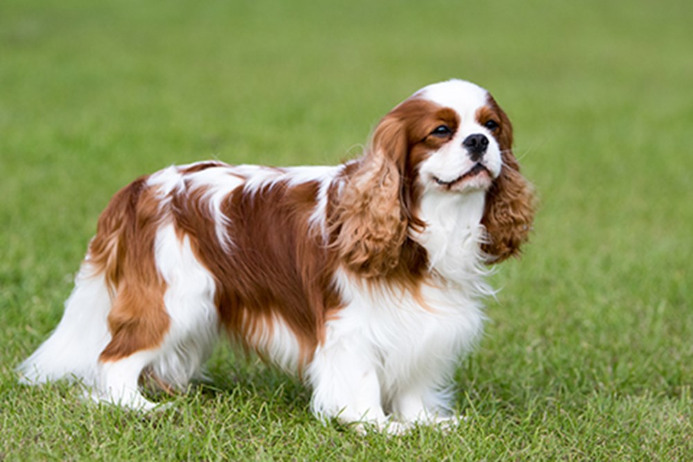 キング・チャールズ・スパニエル-King-Charles-Spaniel