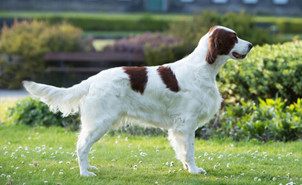 アイリッシュ・レッド・アンド・ホワイト・セター - Irish-Red-And-White-Setter