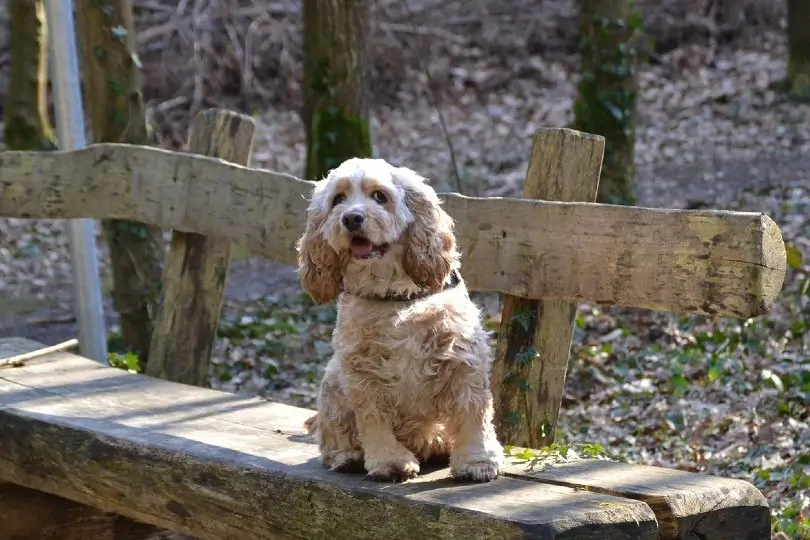 アメリカン・コッカー・スパニエル - American-Cocker-Spaniel