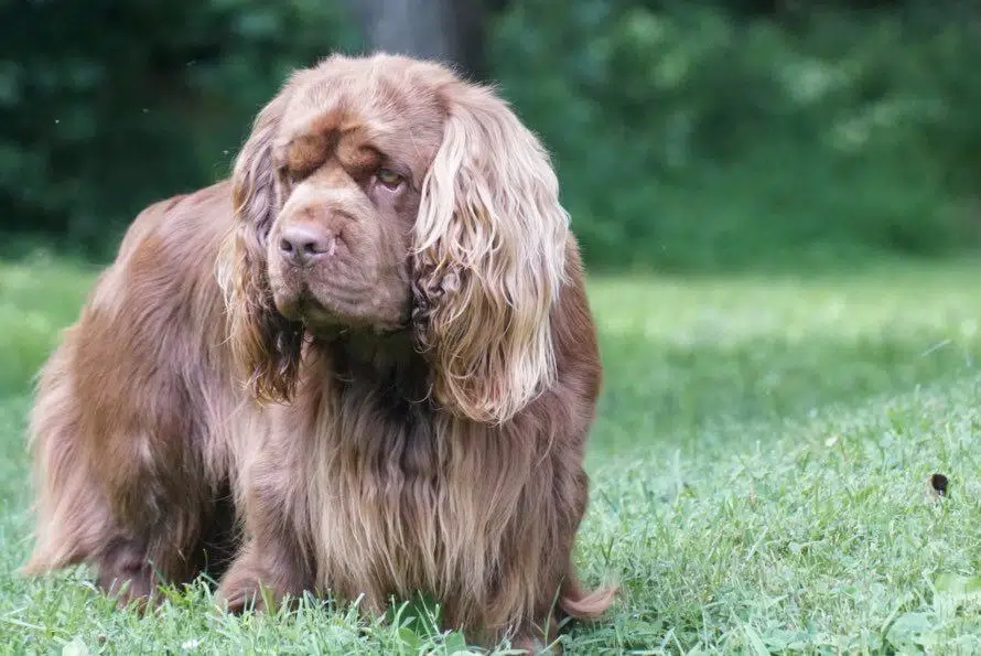 サセックス・スパニエル-Sussex-Spaniel