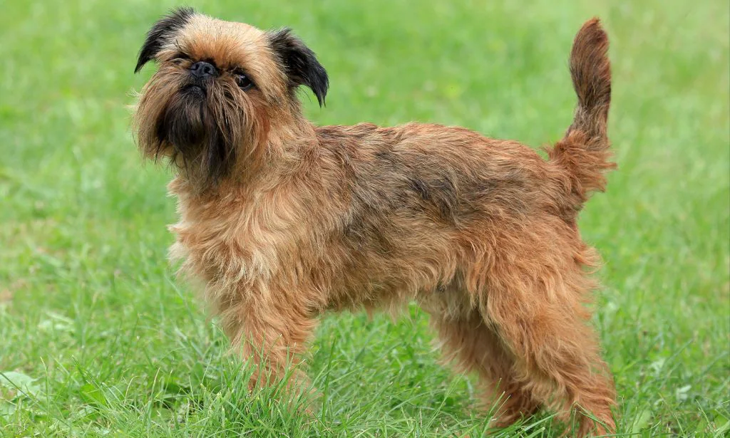 ベルジアン・グリフォン-Belgian-Griffon