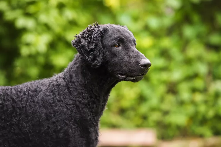 カーリーコーテッド・レトリーバー-Curlycoated-Retriever