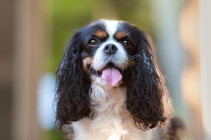 キング・チャールズ・スパニエル-King-Charles-Spaniel