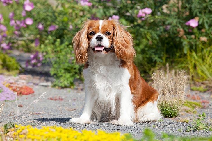 キング・チャールズ・スパニエル-King-Charles-Spaniel