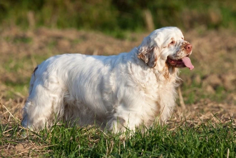 クランバー・スパニエル-Clumber-Spaniel