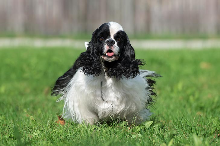 アメリカン・コッカー・スパニエル - American-Cocker-Spaniel