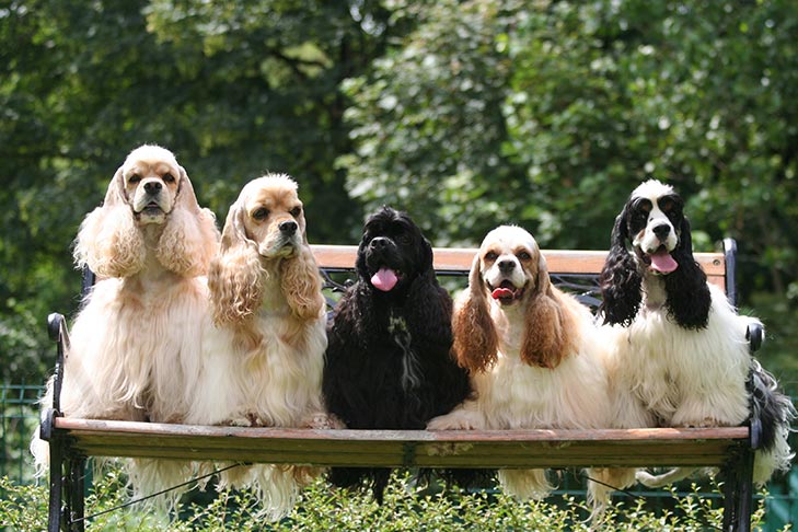 アメリカン・コッカー・スパニエル - American-Cocker-Spaniel