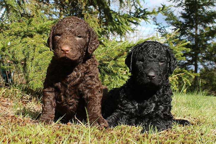 カーリーコーテッド・レトリーバー-Curlycoated-Retriever