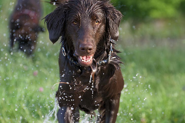 フラットコーテッド・レトリーバー-Flatcoated-Retriever