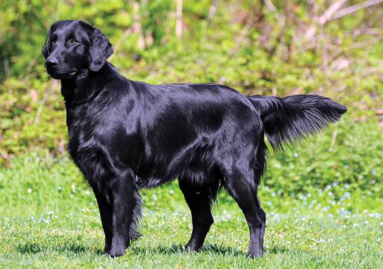フラットコーテッド・レトリーバー-Flatcoated-Retriever