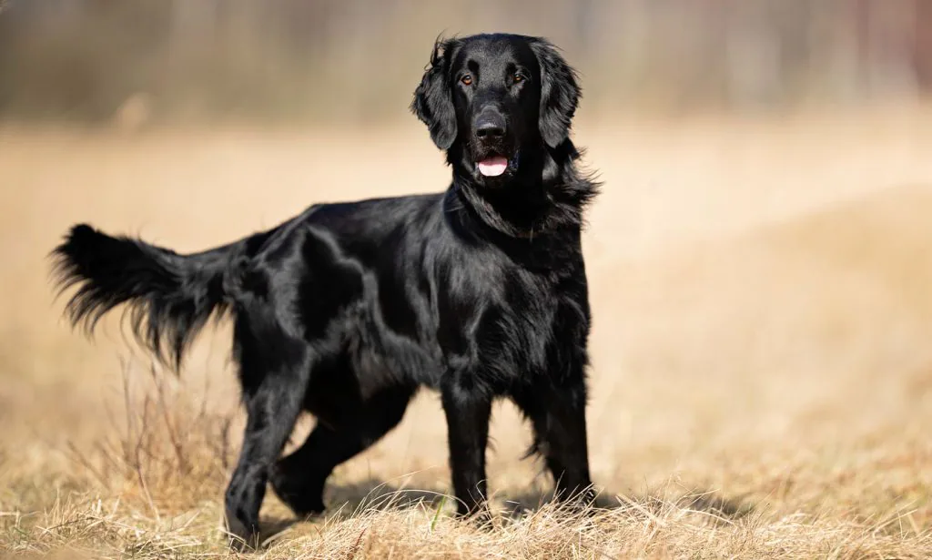 フラットコーテッド・レトリーバー-Flatcoated-Retriever