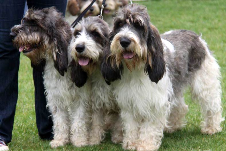 グランド・バセット・グリフォン・バンデーン - Grand-Basset-Griffon-Vendeen