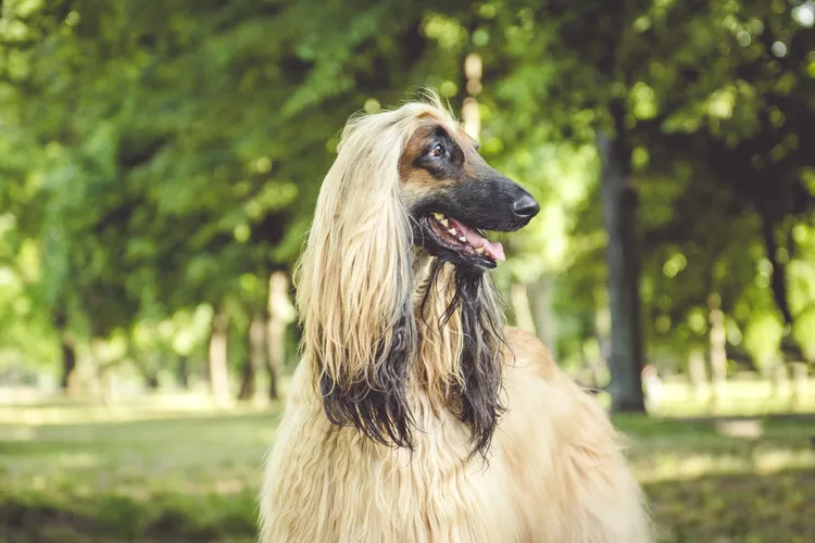 アフガン・ハウンド-Afghan-Hound