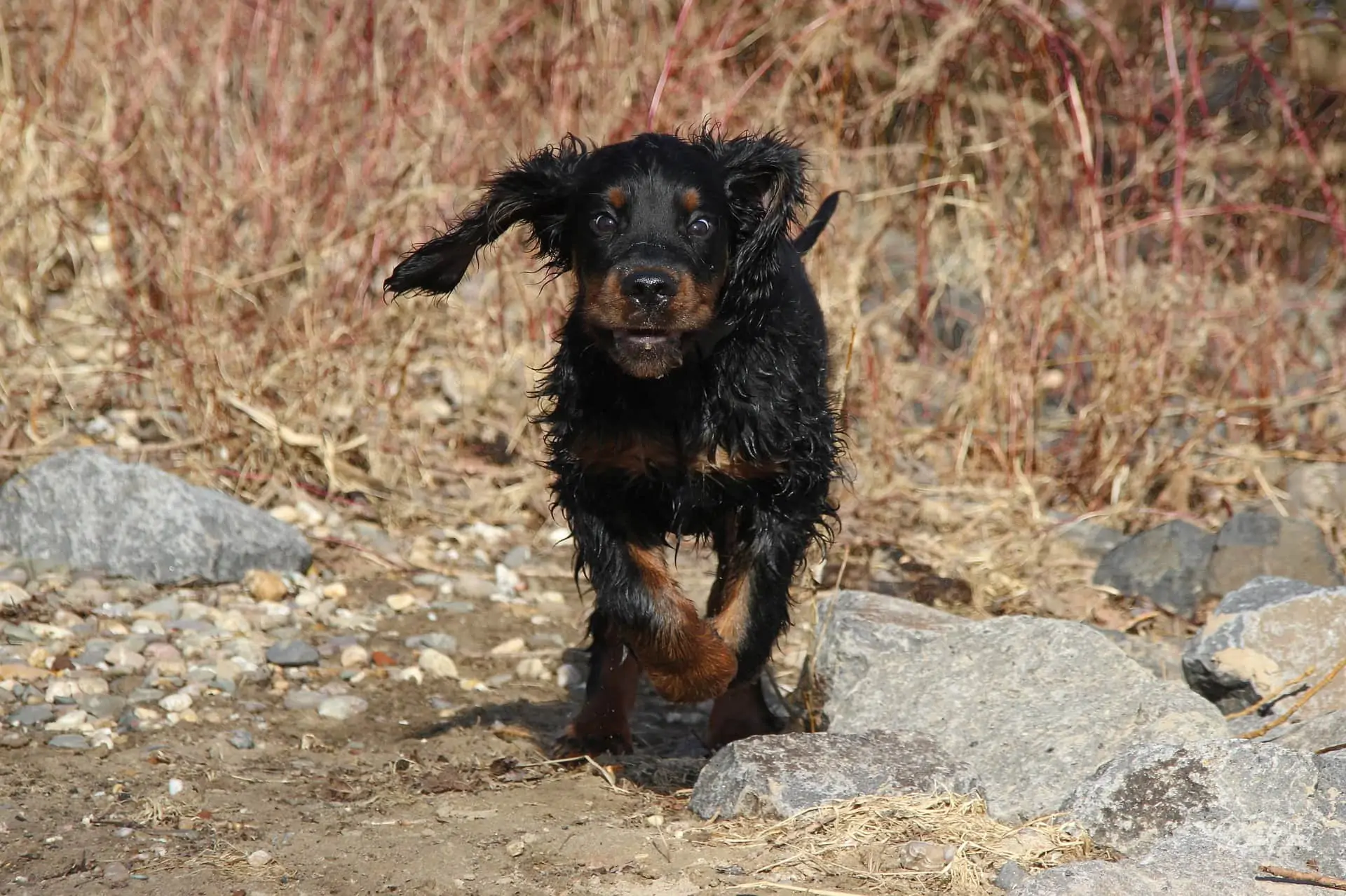ゴードン・セター - Gordon-Setter