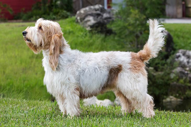 グランド・バセット・グリフォン・バンデーン - Grand-Basset-Griffon-Vendeen