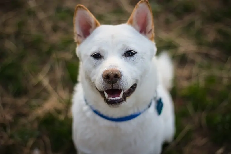 北海道犬 - Hokkaido