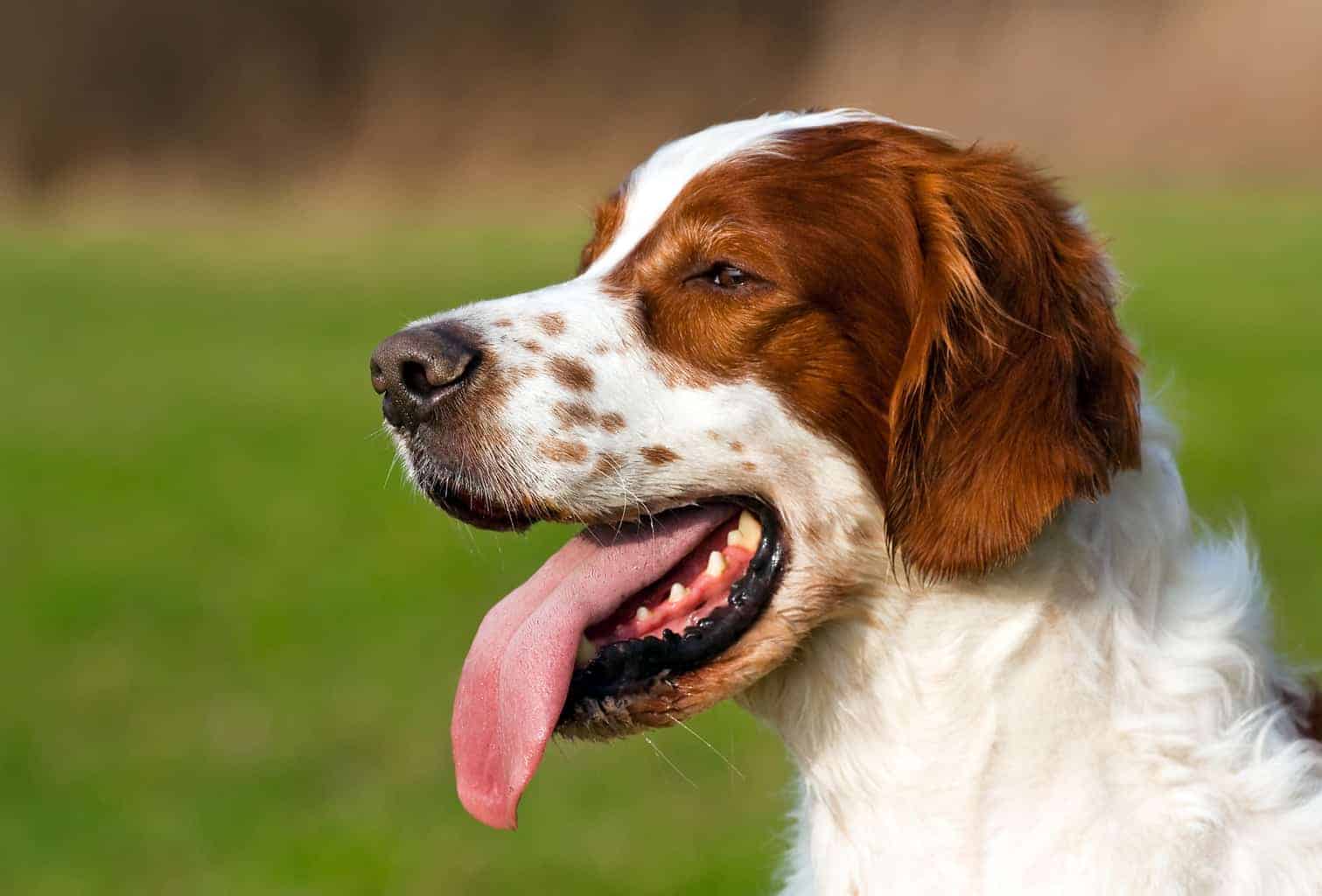 アイリッシュ・レッド・アンド・ホワイト・セター - Irish-Red-And-White-Setter