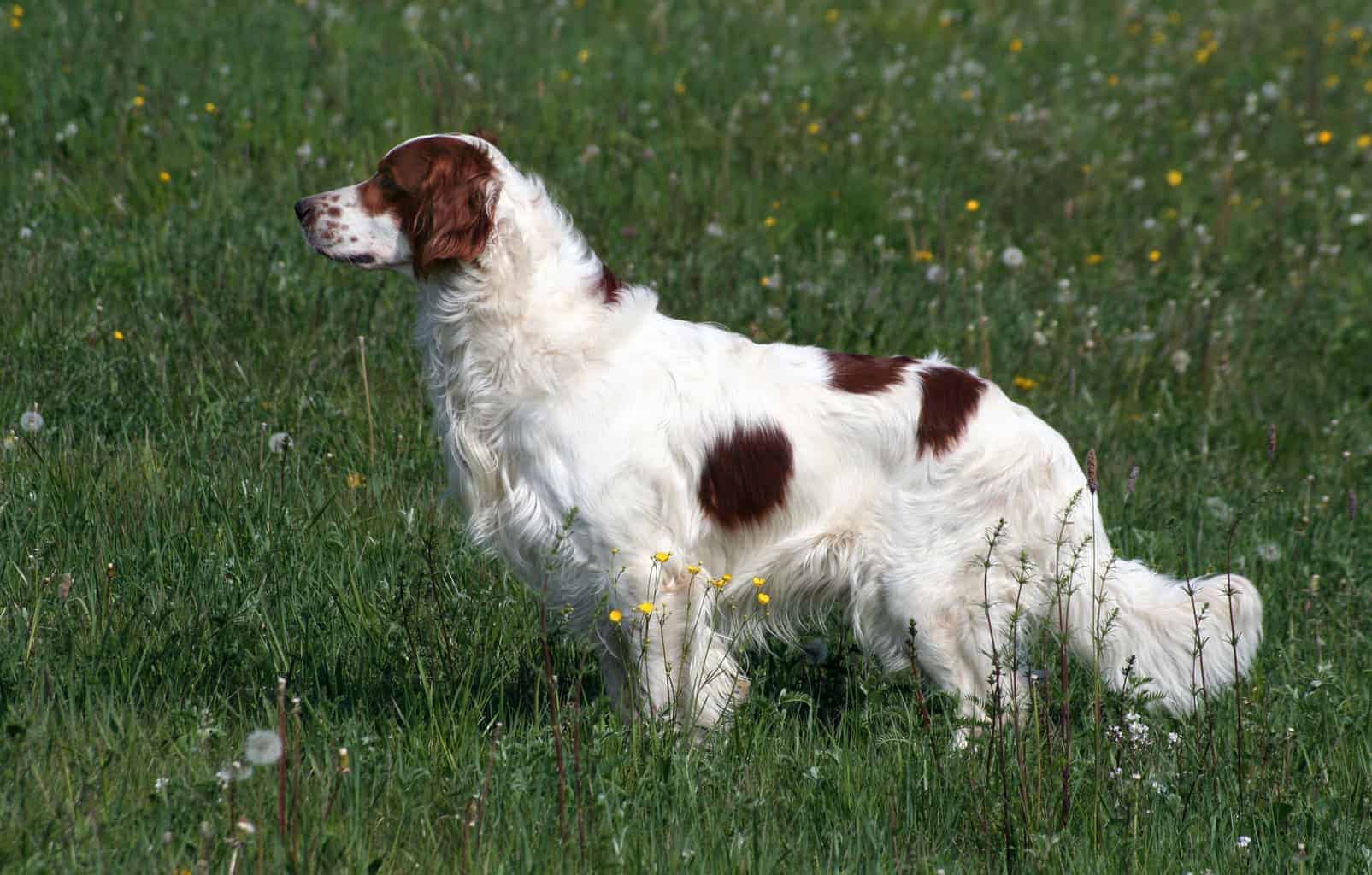 アイリッシュ・レッド・アンド・ホワイト・セター - Irish-Red-And-White-Setter
