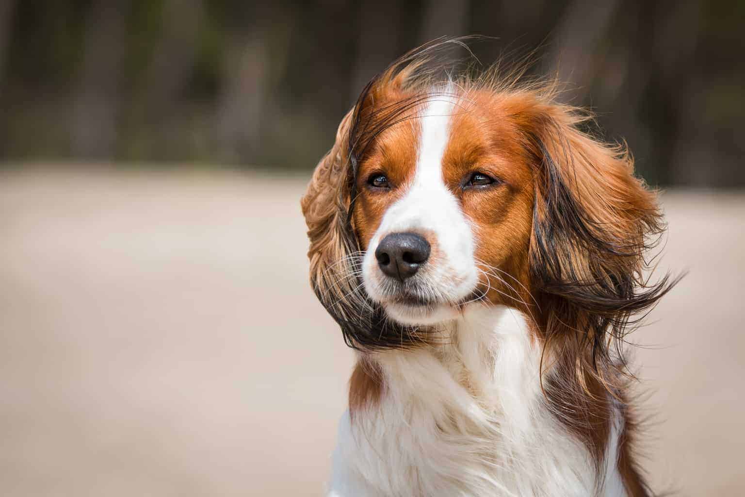コーイケルホンディエ-Kooikerhondje