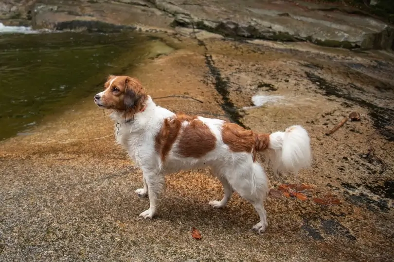 コーイケルホンディエ-Kooikerhondje